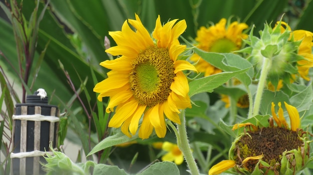 写真 黄色い花の植物のクローズアップ