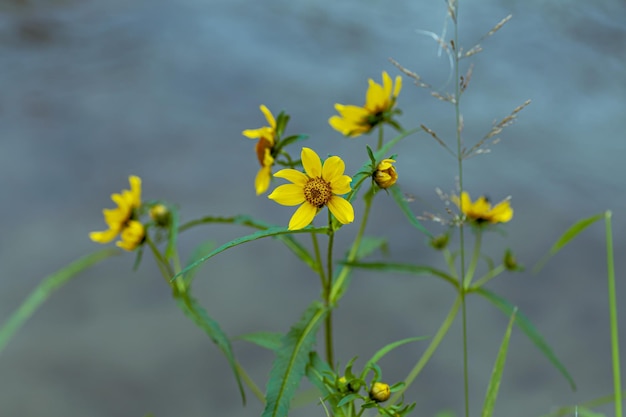 写真 黄色い花の植物のクローズアップ