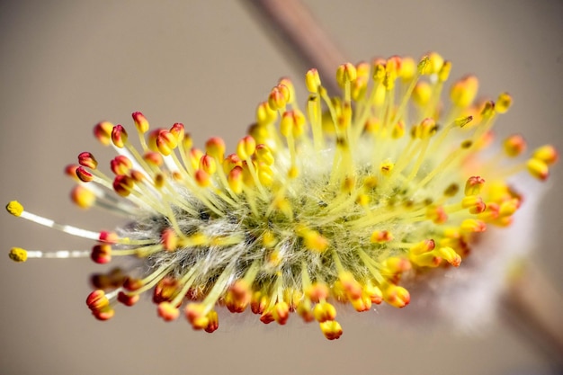 写真 黄色い花の植物のクローズアップ