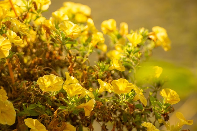 写真 黄色い花を ⁇ かせる植物のクローズアップ