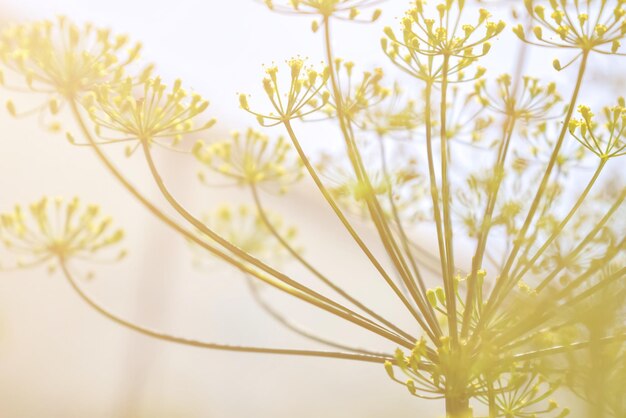 写真 黄色い花の植物のクローズアップ