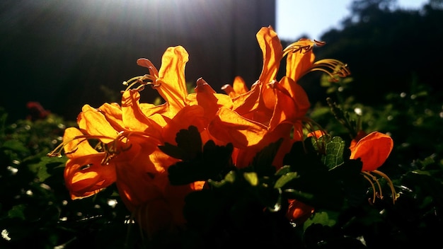 사진 노란 꽃 이 피는 식물 의 근접 사진
