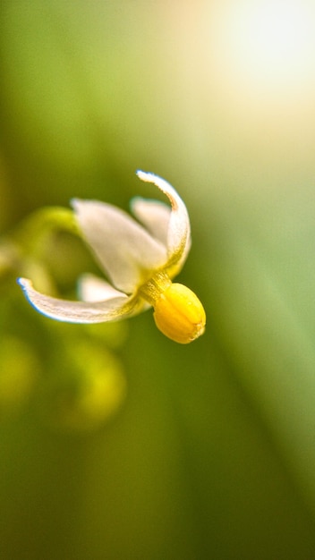 写真 黄色い花の植物のクローズアップ