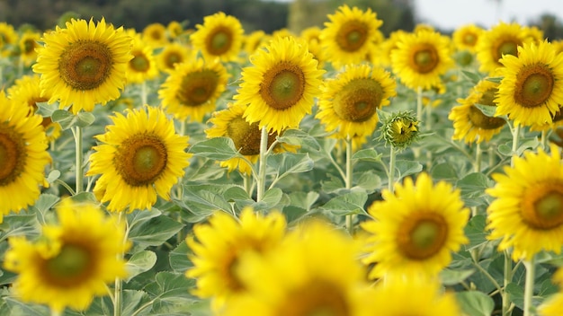 写真 黄色い花の植物のクローズアップ