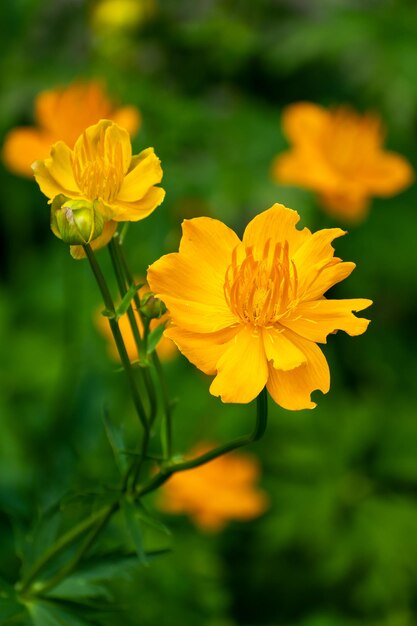 写真 黄色い花の植物のクローズアップ