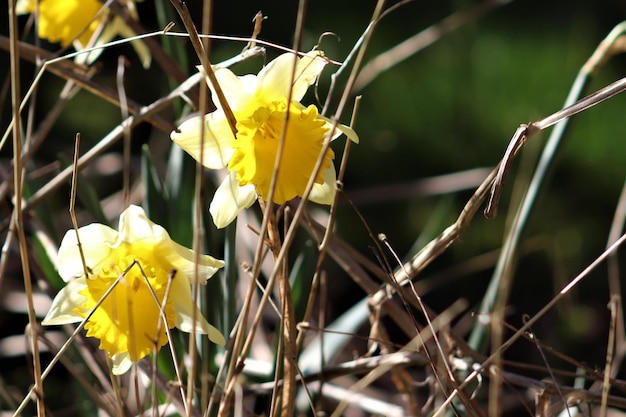 写真 黄色い花の植物のクローズアップ