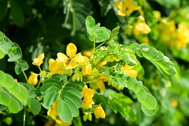 写真 黄色い花の植物のクローズアップ