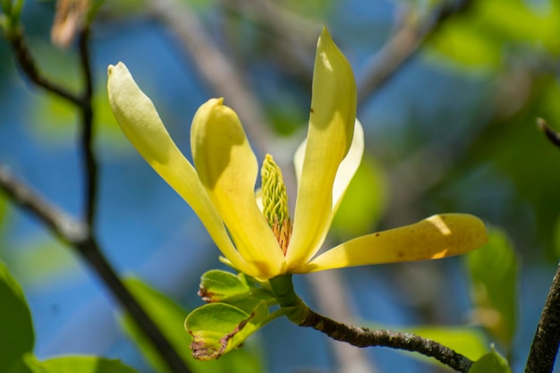 写真 黄色い花の植物のクローズアップ