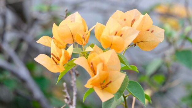 写真 黄色い花の植物のクローズアップ