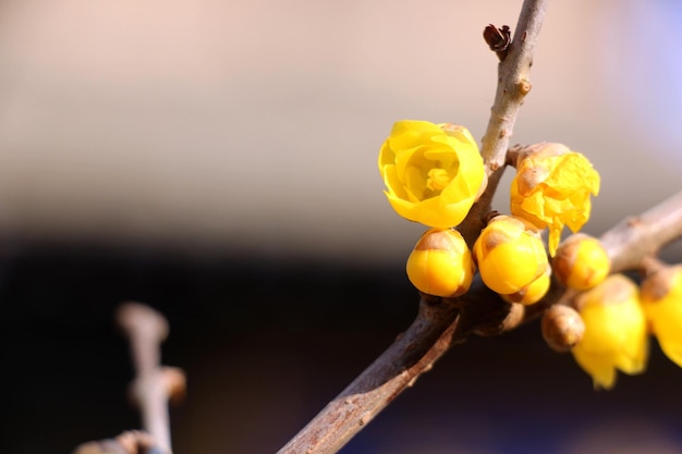 写真 黄色い花の植物のクローズアップ