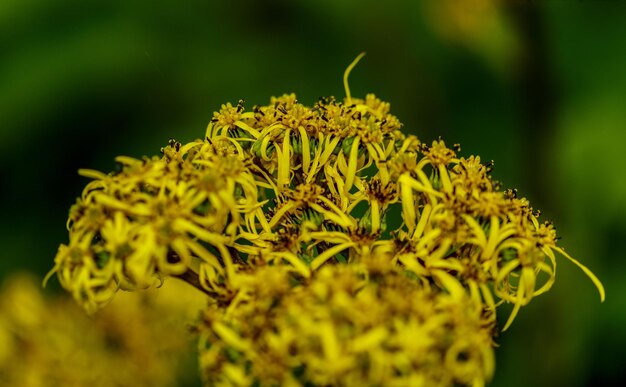 写真 黄色い花の植物のクローズアップ