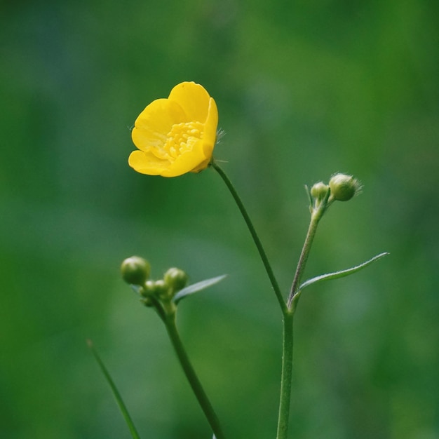 写真 黄色い花の植物のクローズアップ