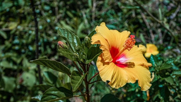 写真 黄色い花の植物のクローズアップ