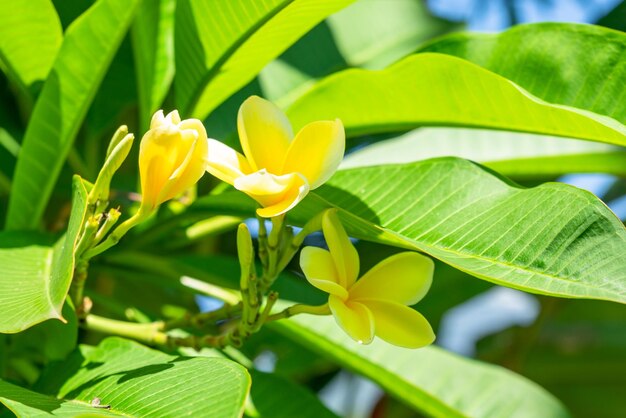 写真 黄色い花の植物のクローズアップ