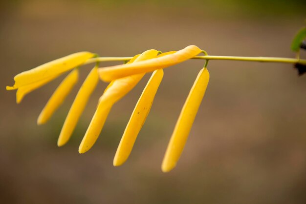 写真 黄色い花の植物のクローズアップ