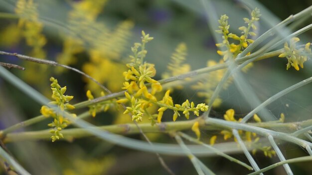 写真 黄色い花の植物のクローズアップ