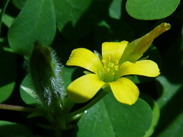 사진 노란 꽃 이 피는 식물 의 근접 사진