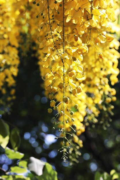 写真 黄色い花の植物のクローズアップ