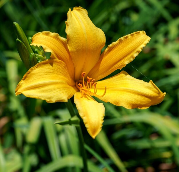 写真 黄色い花の植物のクローズアップ