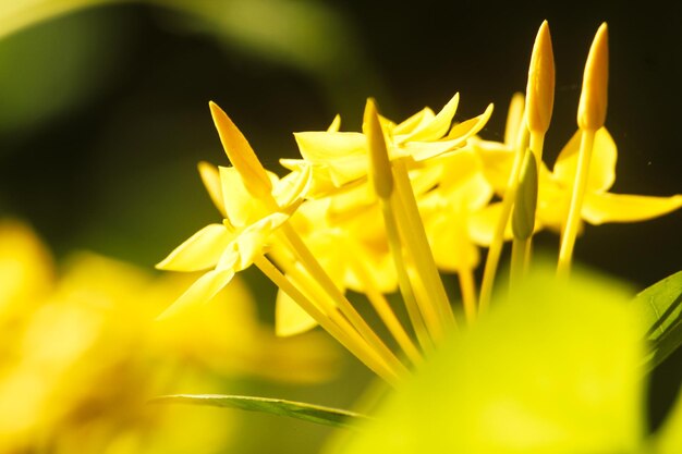 写真 黄色い花の植物のクローズアップ