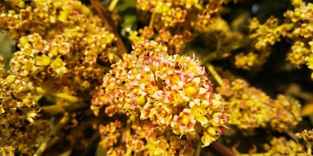 写真 黄色い花の植物のクローズアップ