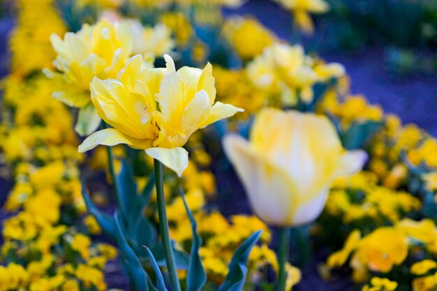 写真 黄色い花の植物のクローズアップ