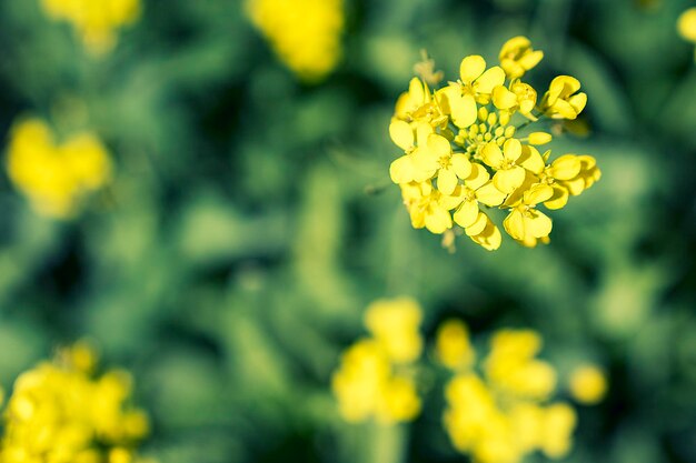 写真 黄色い花の植物のクローズアップ