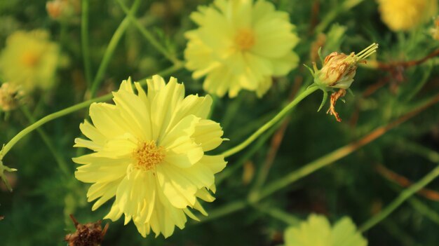 写真 黄色い花の植物のクローズアップ