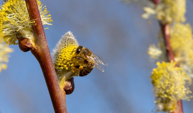 写真 黄色い花の植物のクローズアップ