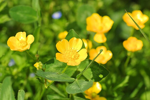 写真 黄色い花の植物のクローズアップ