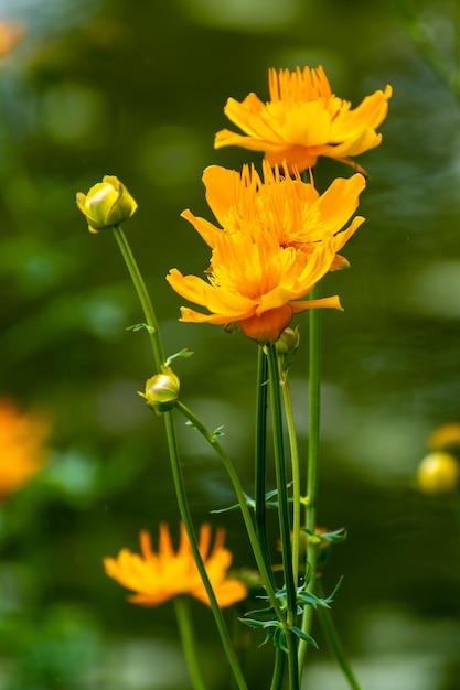 写真 黄色い花の植物のクローズアップ