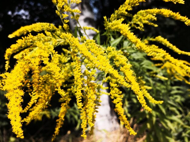 写真 黄色い花の植物のクローズアップ