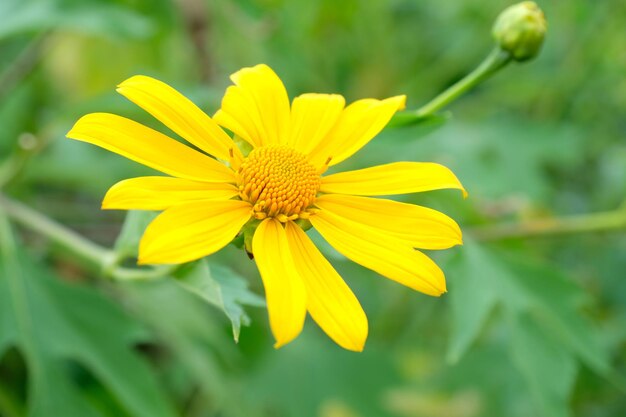 写真 黄色い花の植物のクローズアップ