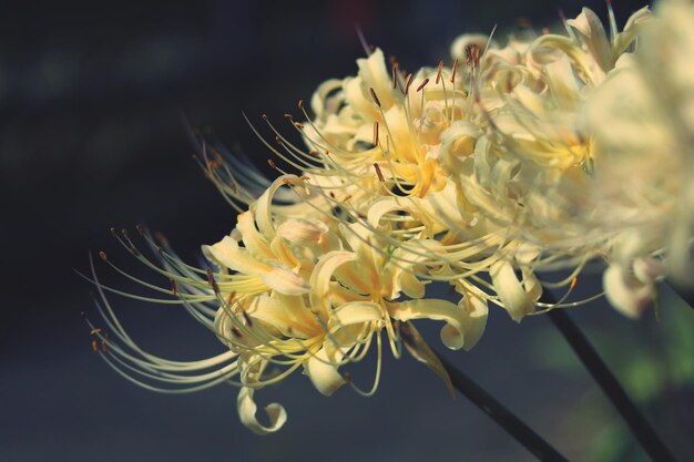 写真 黄色い花を ⁇ かせる植物のクローズアップ