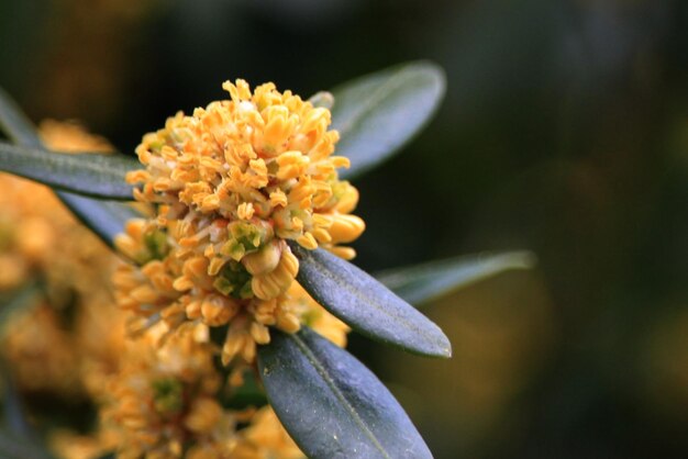 写真 黄色い花の植物のクローズアップ