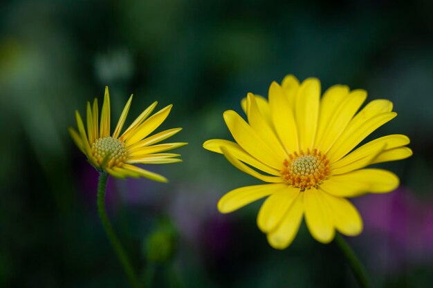 写真 黄色い花の植物のクローズアップ