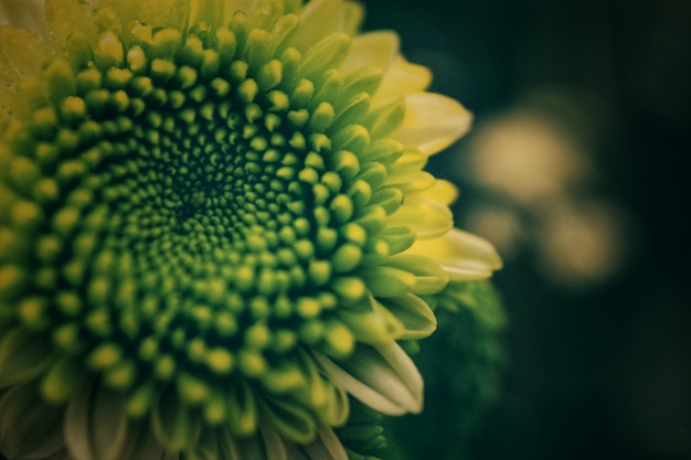 写真 黄色い花の植物のクローズアップ