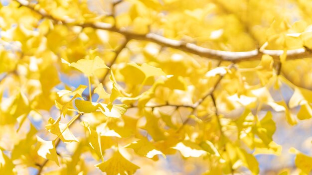 写真 黄色い花の植物のクローズアップ