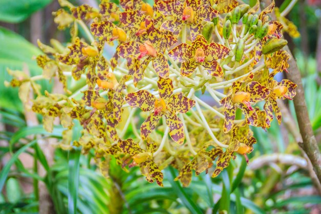 写真 黄色い花の植物のクローズアップ