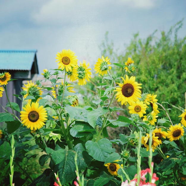 写真 空を背景に黄色い花をかせる植物のクローズアップ