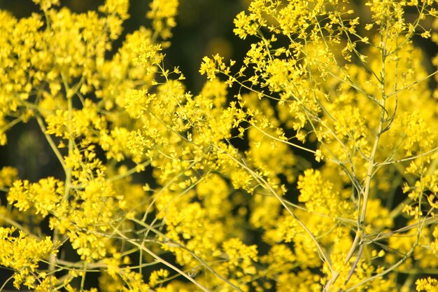 写真 畑の黄色い花の植物のクローズアップ