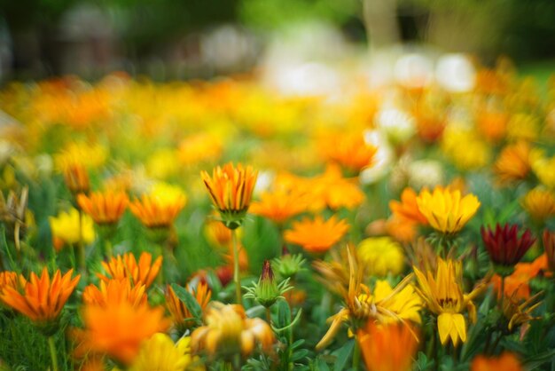 写真 畑の黄色い花の植物のクローズアップ