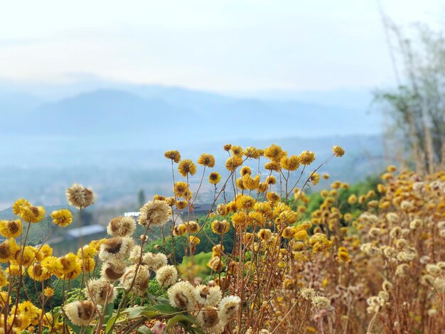 사진 ⁇  에서 노란 꽃 을 피우는 식물 들 의 클로즈업