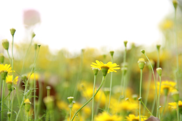 写真 畑の黄色い花の植物のクローズアップ