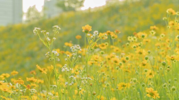 写真 畑の黄色い花の植物のクローズアップ