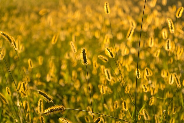 写真 畑の黄色い花の植物のクローズアップ