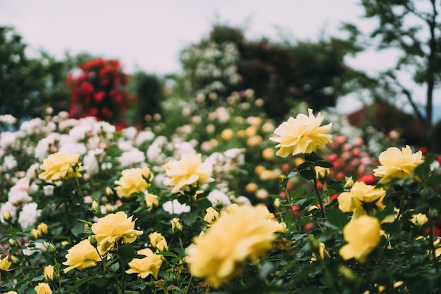 写真 畑の黄色い花の植物のクローズアップ