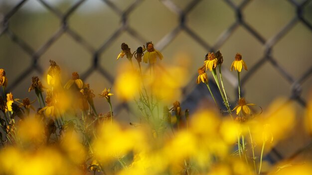 Фото Близкий план желтых цветущих растений на поле