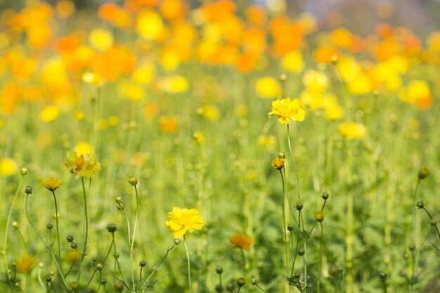 写真 野原で黄色い花を ⁇ かせる植物のクローズアップ