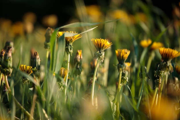 写真 畑の黄色い花の植物のクローズアップ